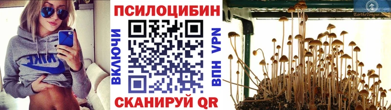 где найти наркотики Свободный Галлюциногенные грибы Psilocybe